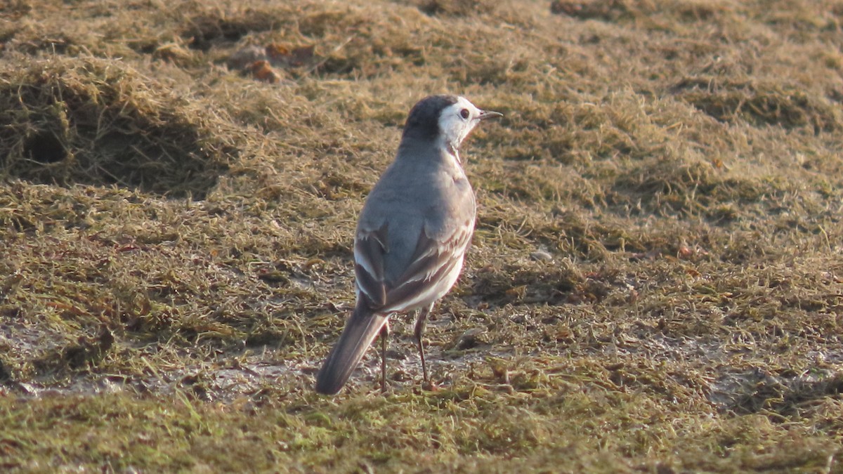 konipas bílý - ML645996431