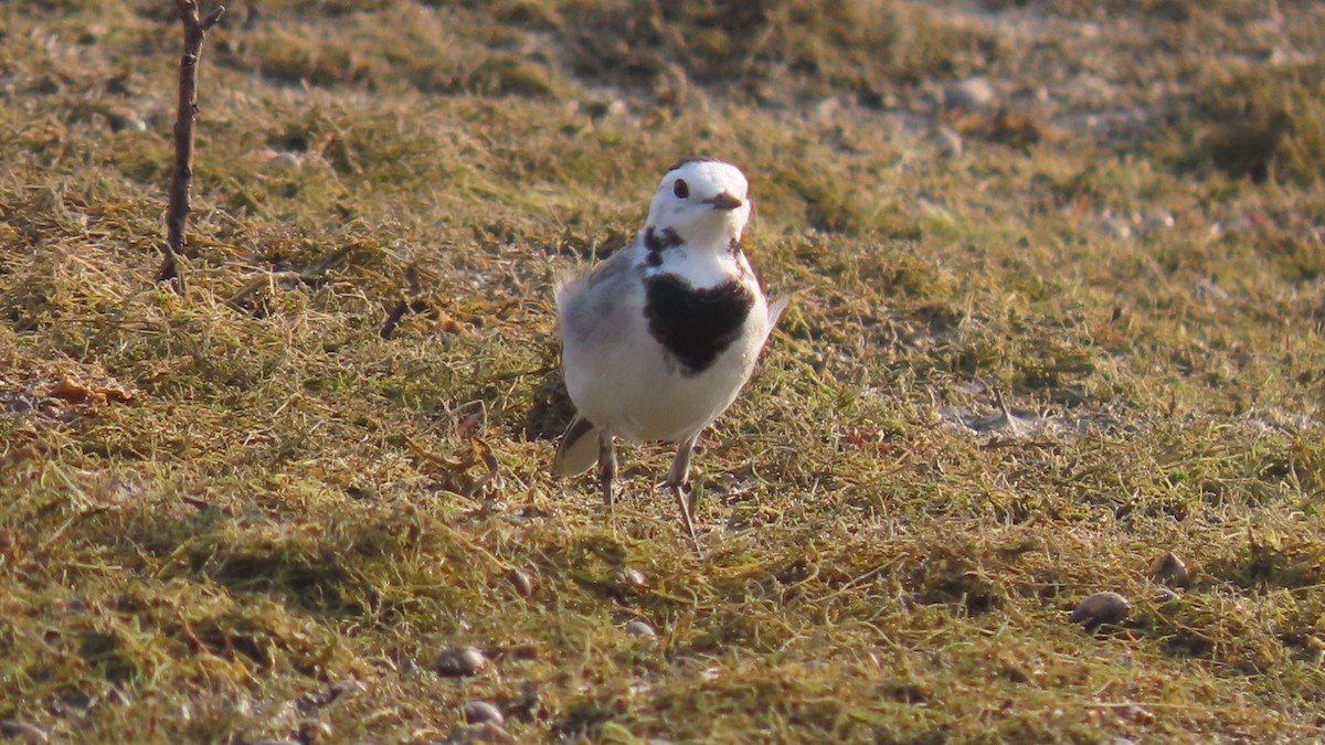 konipas bílý - ML645996432