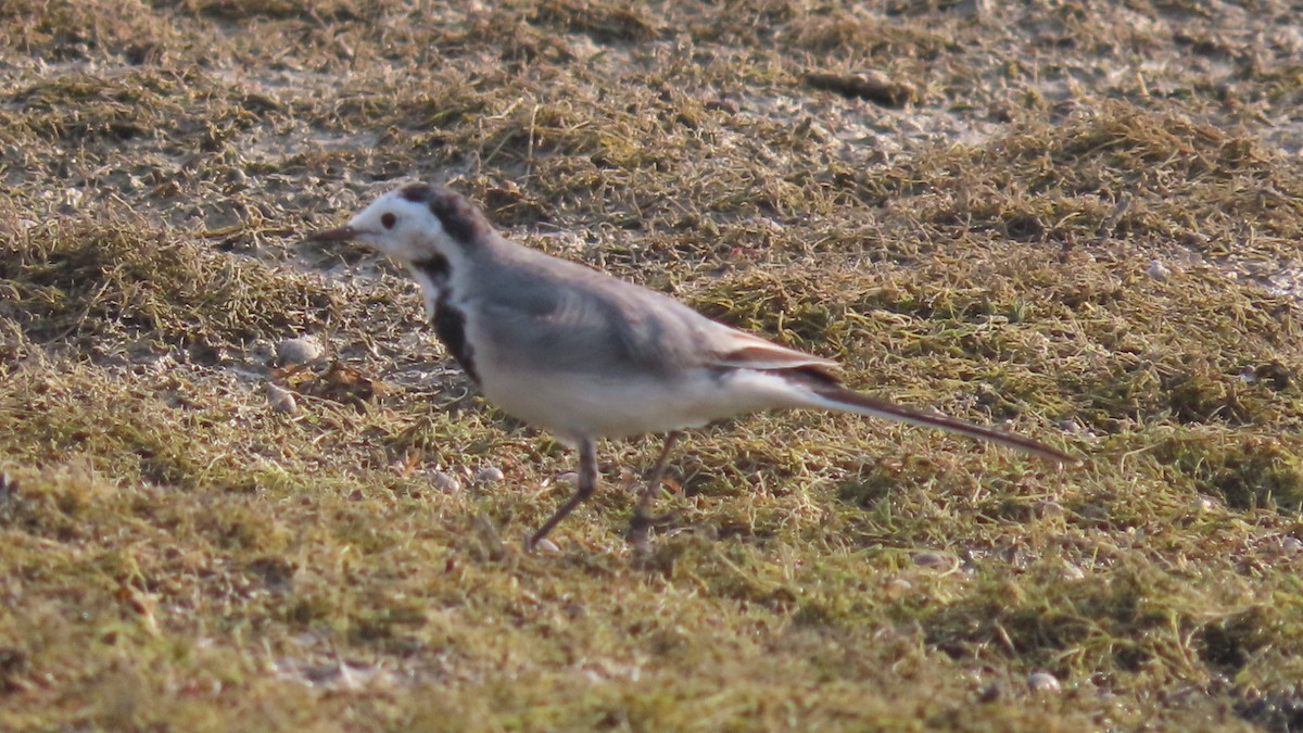 konipas bílý - ML645996433