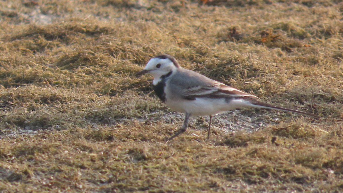 konipas bílý - ML645996434