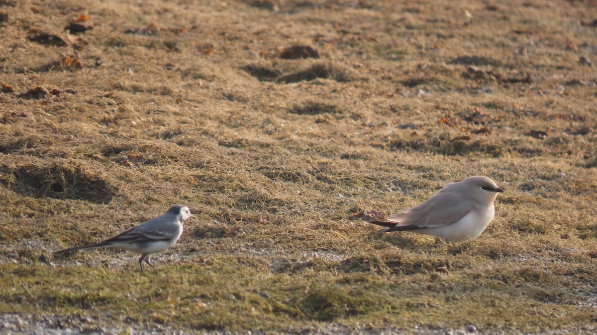 konipas bílý - ML645996435