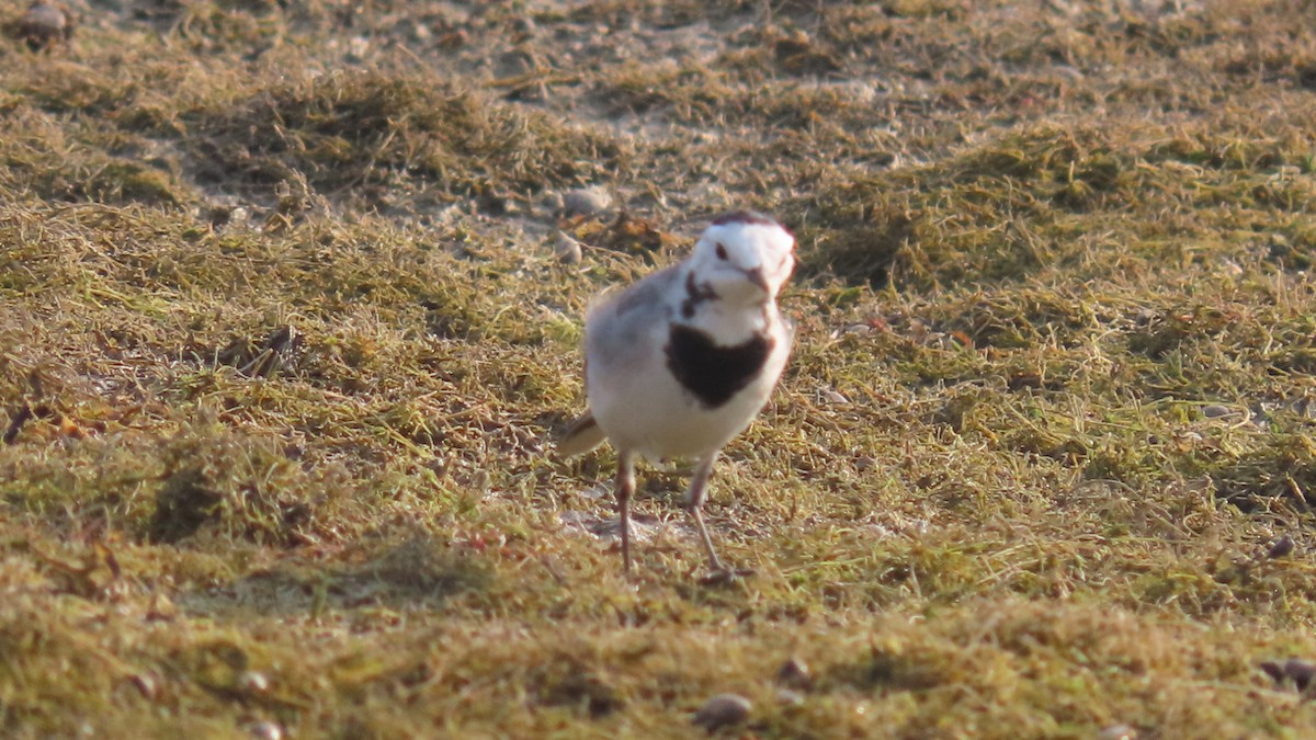 konipas bílý - ML645996436