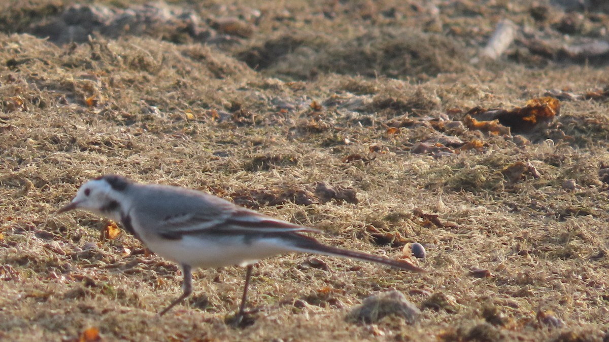 konipas bílý - ML645996437