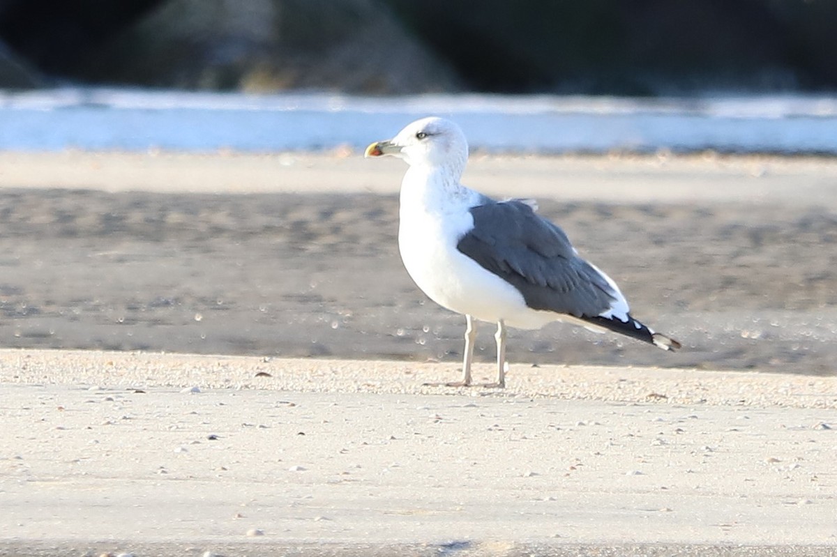 Lesser Black-backed Gull - ML645996446