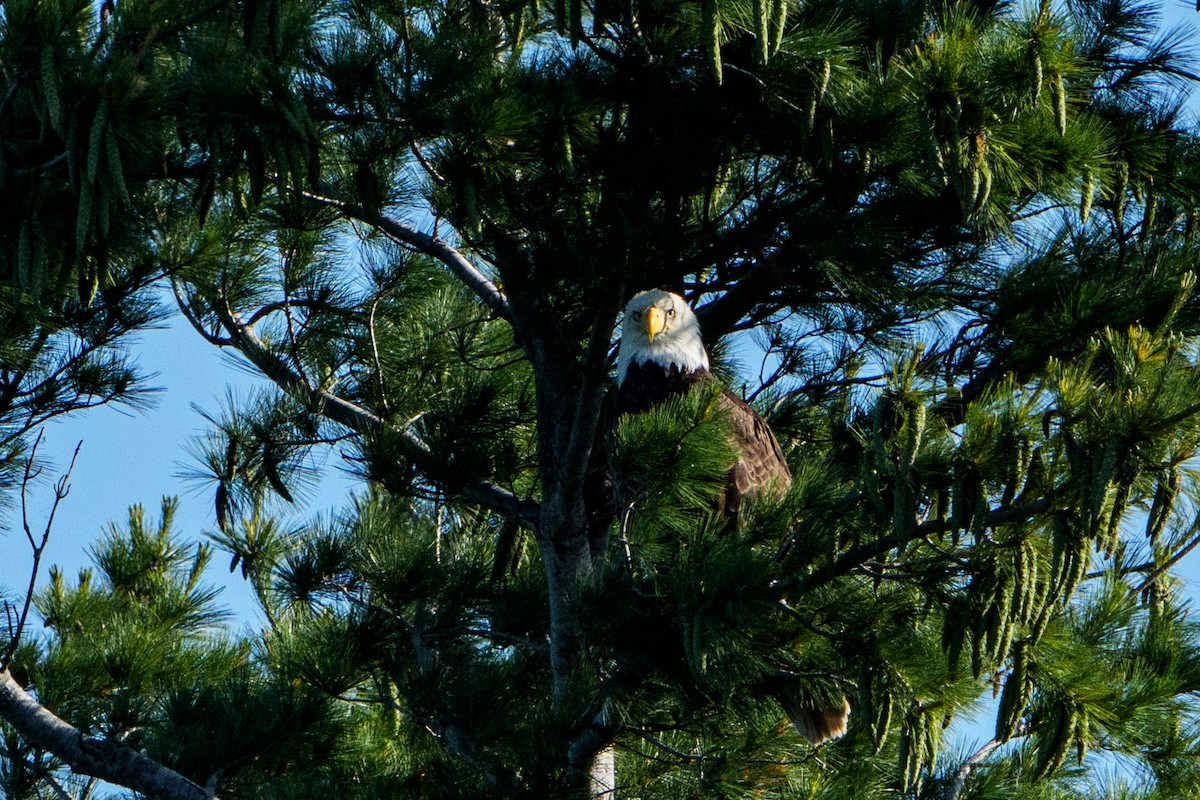 Bald Eagle - ML645996447