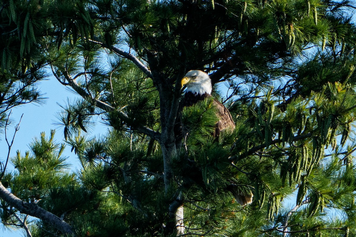 Bald Eagle - ML645996448