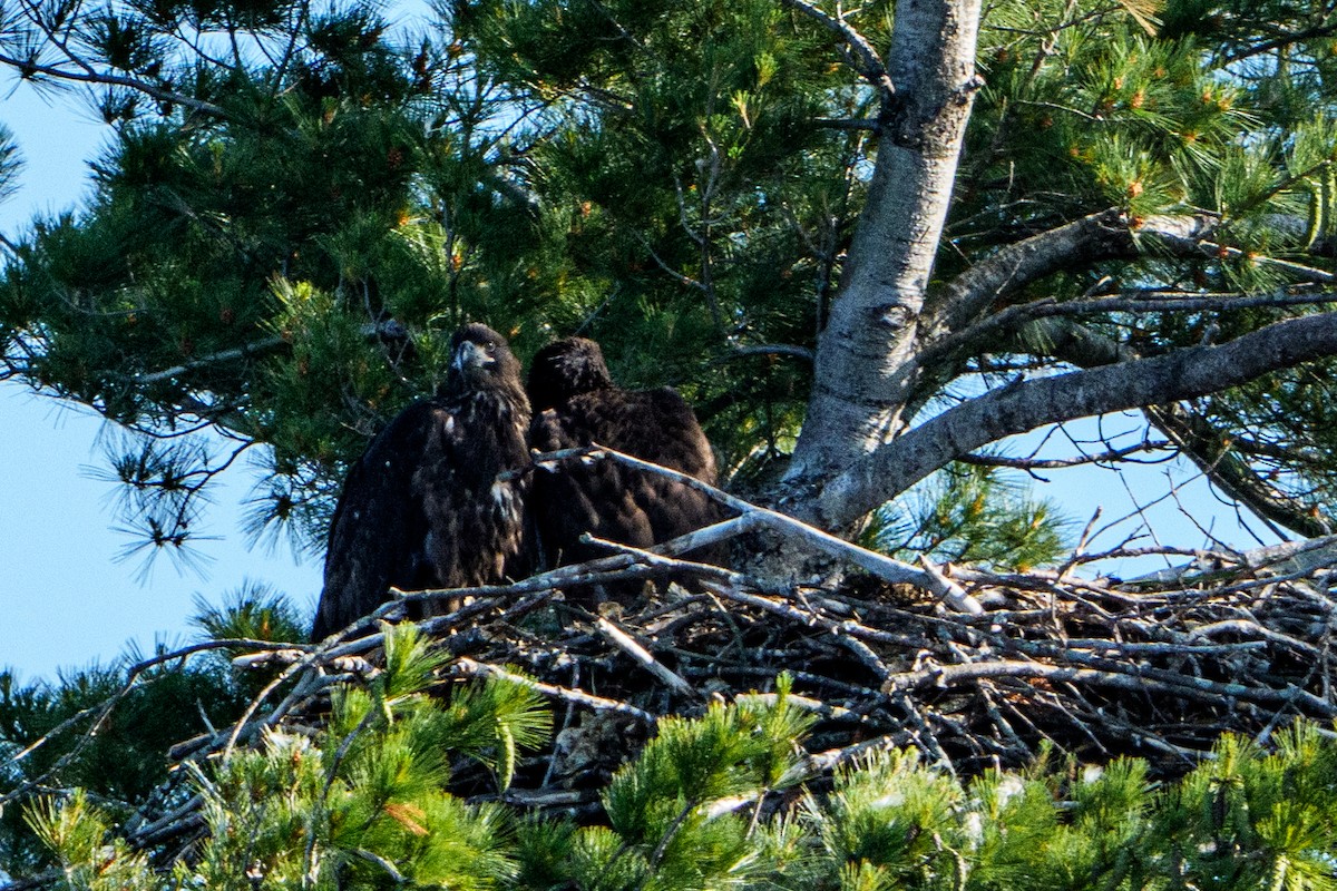 Bald Eagle - ML645996449