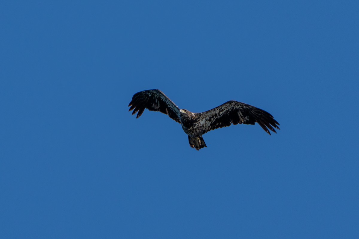 Bald Eagle - ML645996450