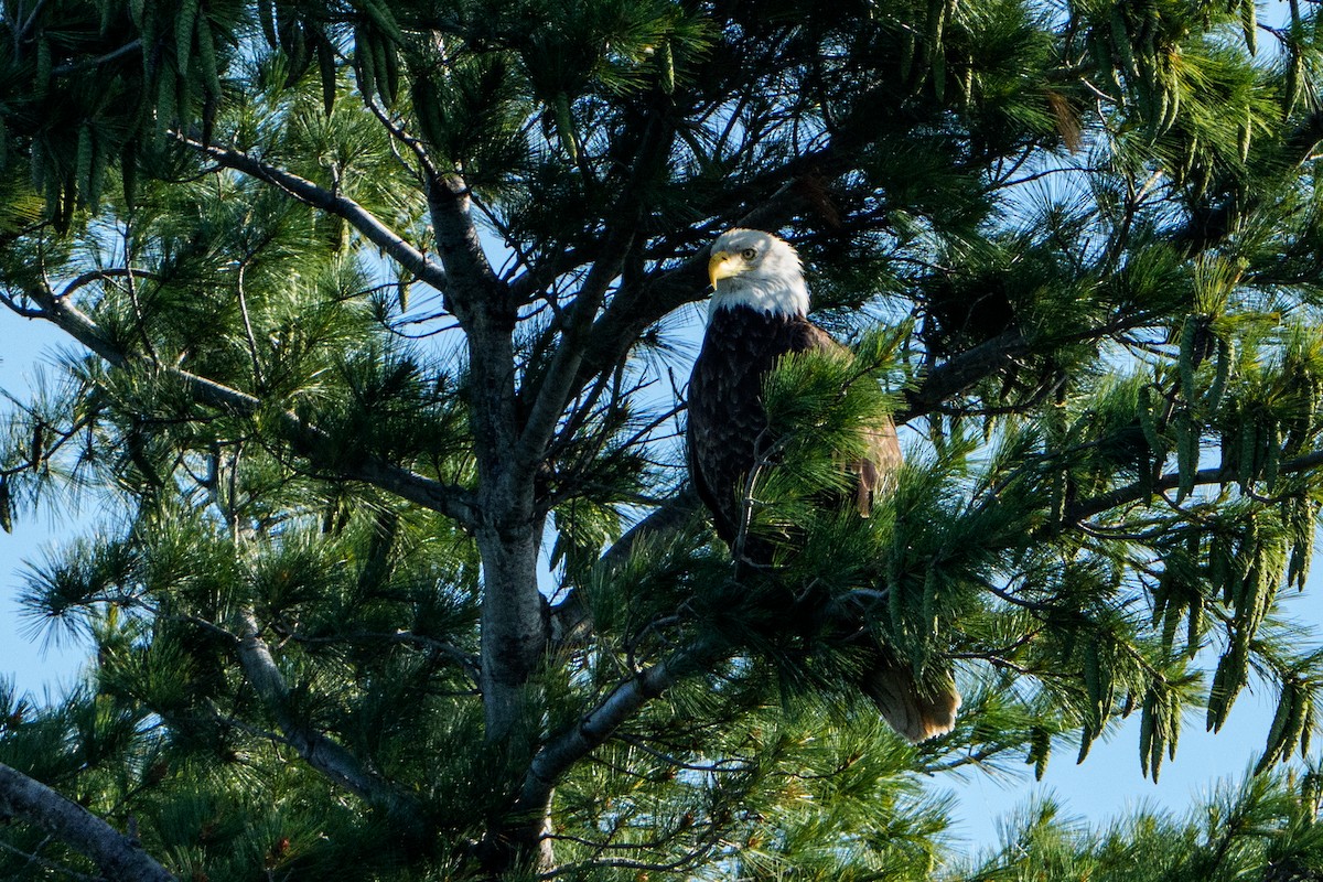 Bald Eagle - ML645996451