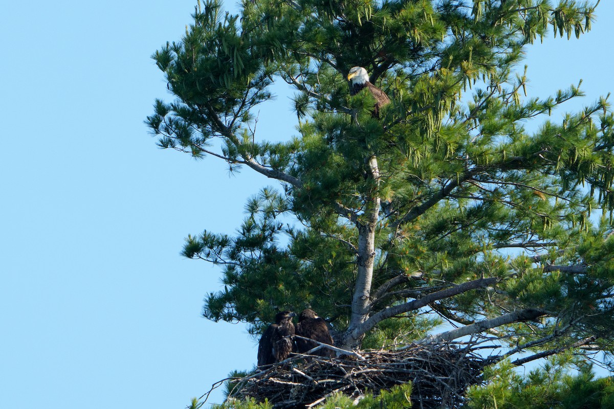 Bald Eagle - ML645996452