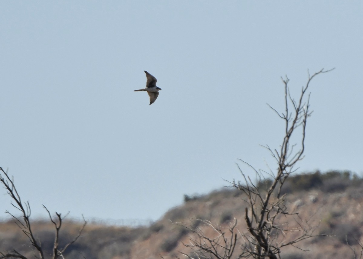 Prairie Falcon - ML645996454