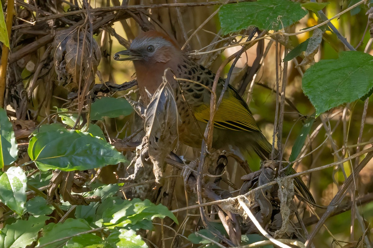 Assam Laughingthrush - ML645996455