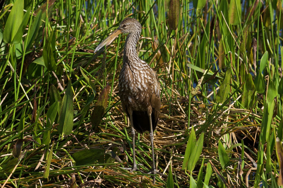 Limpkin - ML645996465