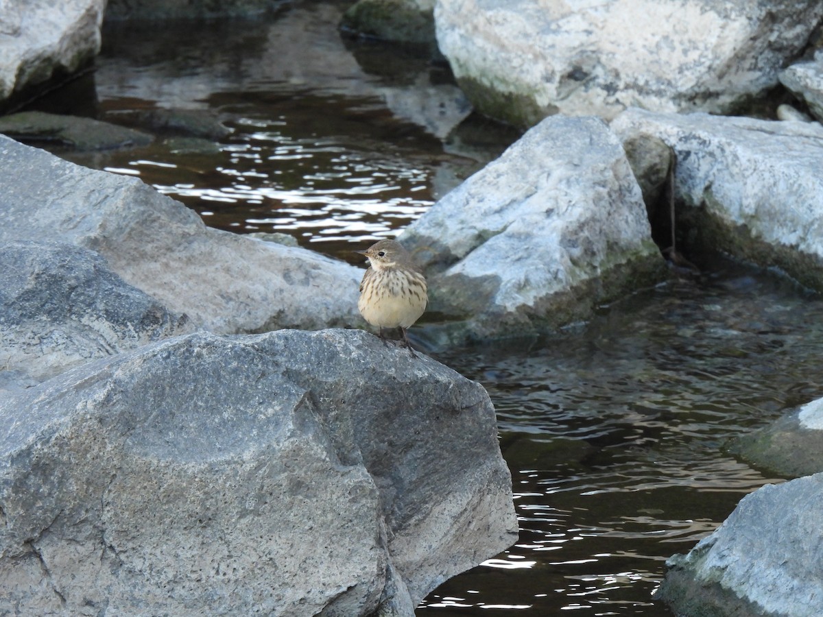 American Pipit - ML645996468