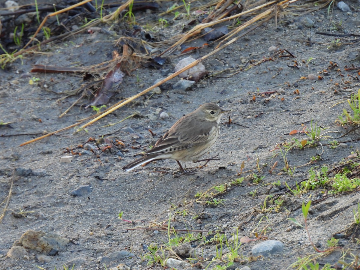 American Pipit - ML645996469