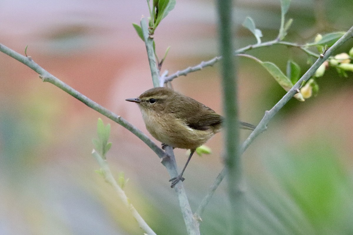 Canary Islands Chiffchaff - ML645996474
