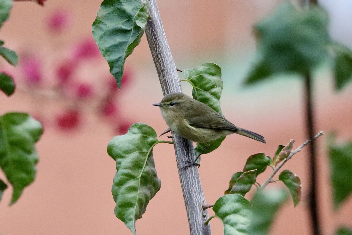 Canary Islands Chiffchaff - ML645996476