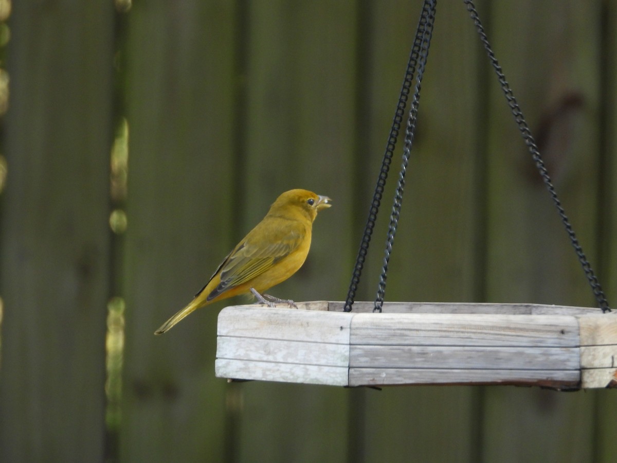 Summer Tanager - ML645996478