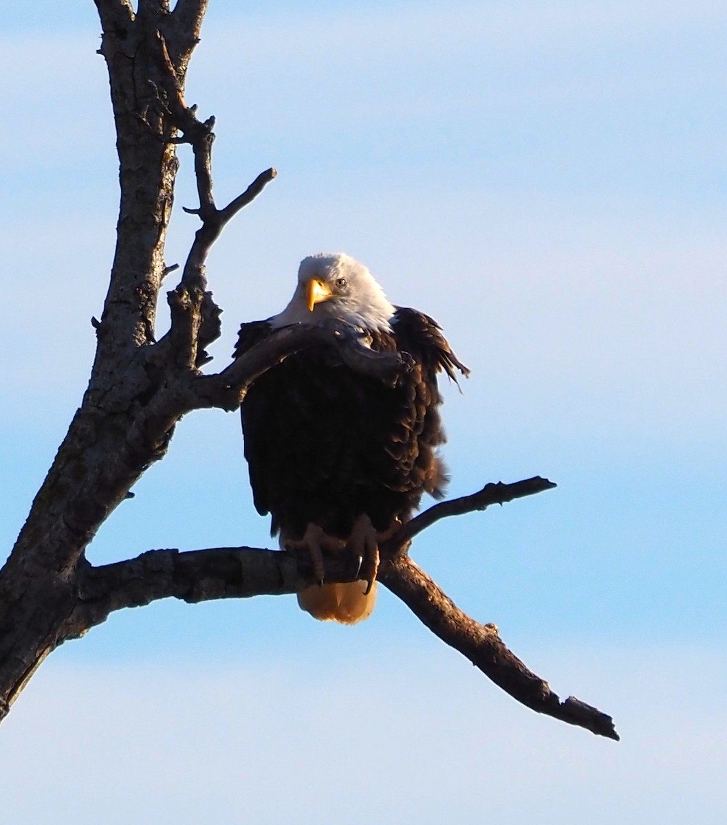 Bald Eagle - ML645996483