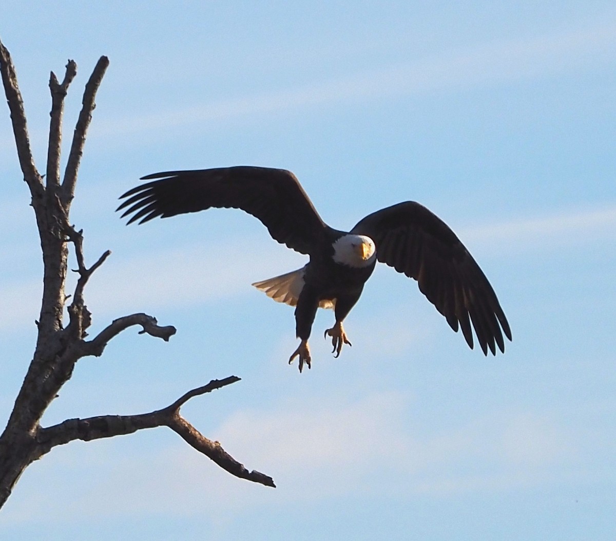 Bald Eagle - ML645996485