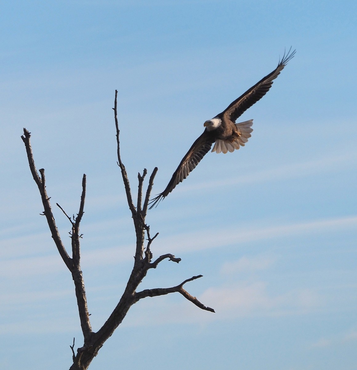 Bald Eagle - ML645996486