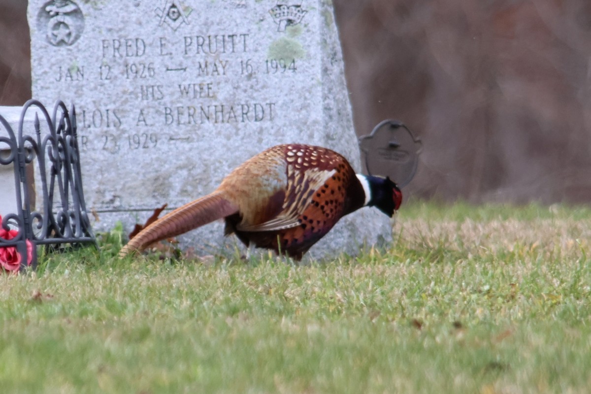 Ring-necked Pheasant - ML645996488