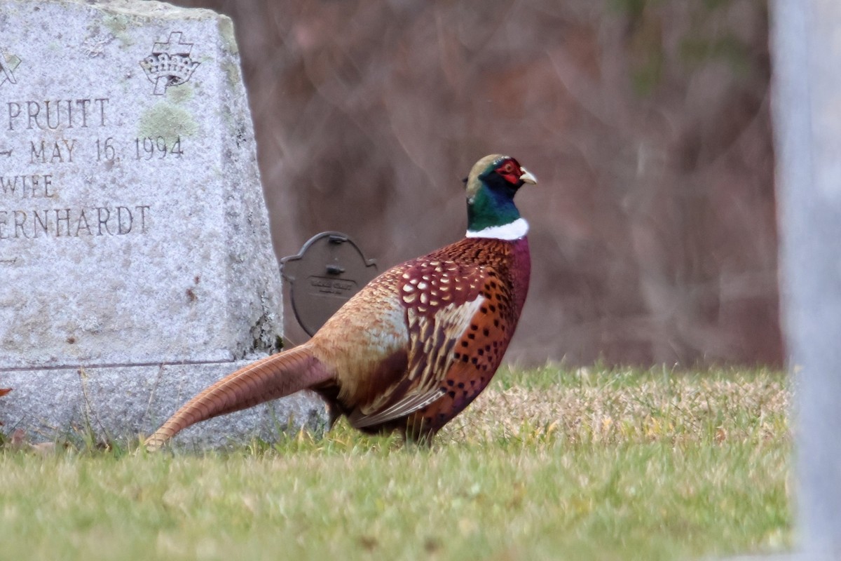 Ring-necked Pheasant - ML645996489