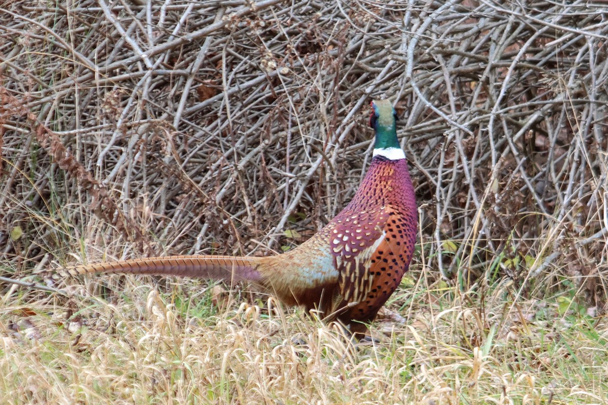 Ring-necked Pheasant - ML645996490