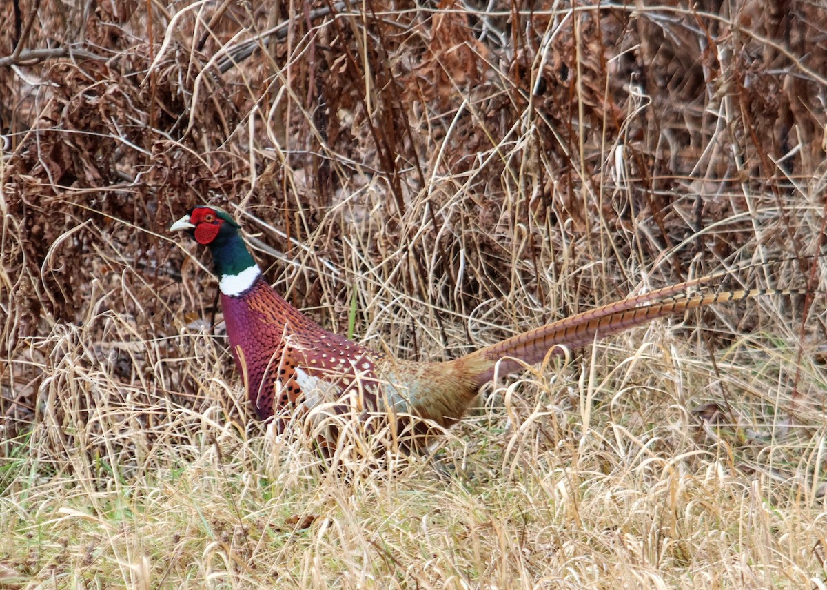 Ring-necked Pheasant - ML645996491