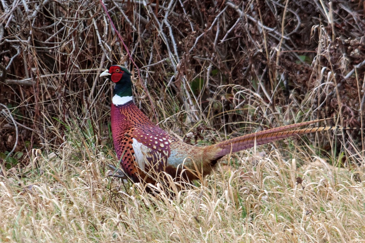 Ring-necked Pheasant - ML645996492