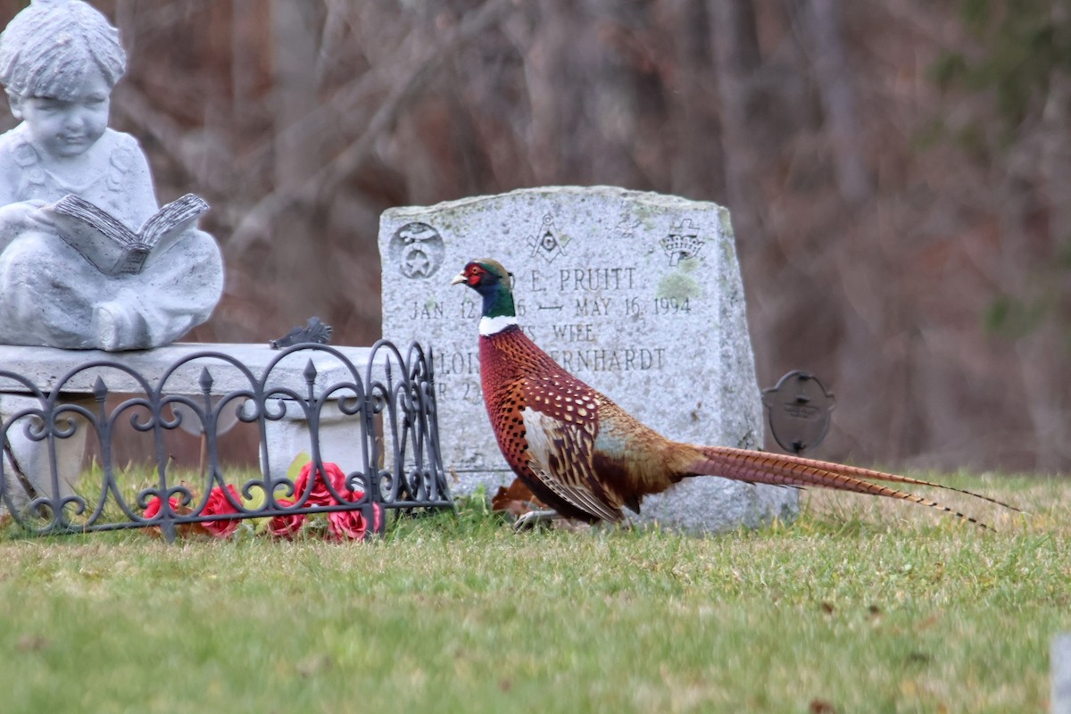 Ring-necked Pheasant - ML645996493