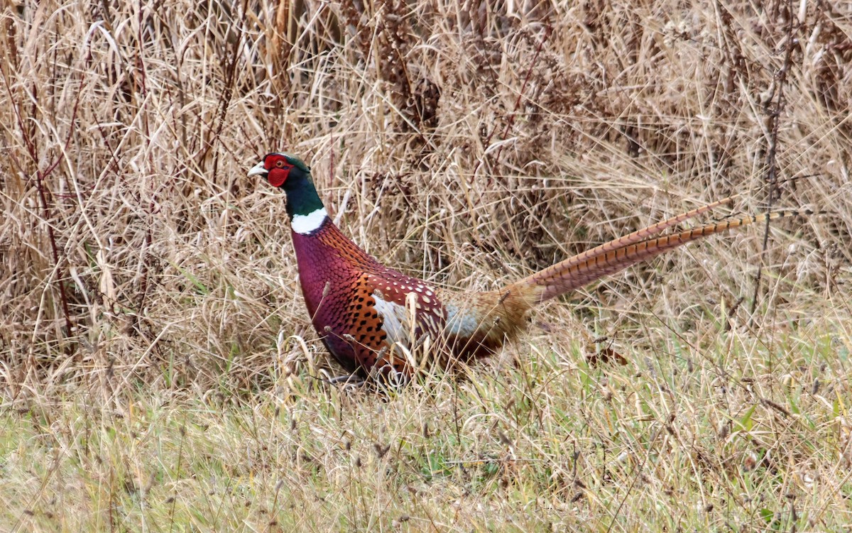 Ring-necked Pheasant - ML645996494
