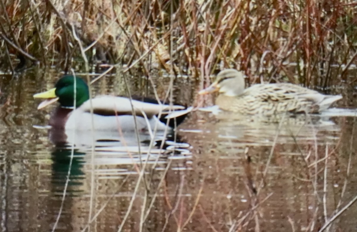 Mallard - ML645996495