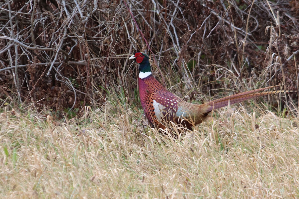 Ring-necked Pheasant - ML645996496