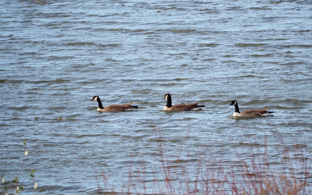 Canada Goose - ML645996505