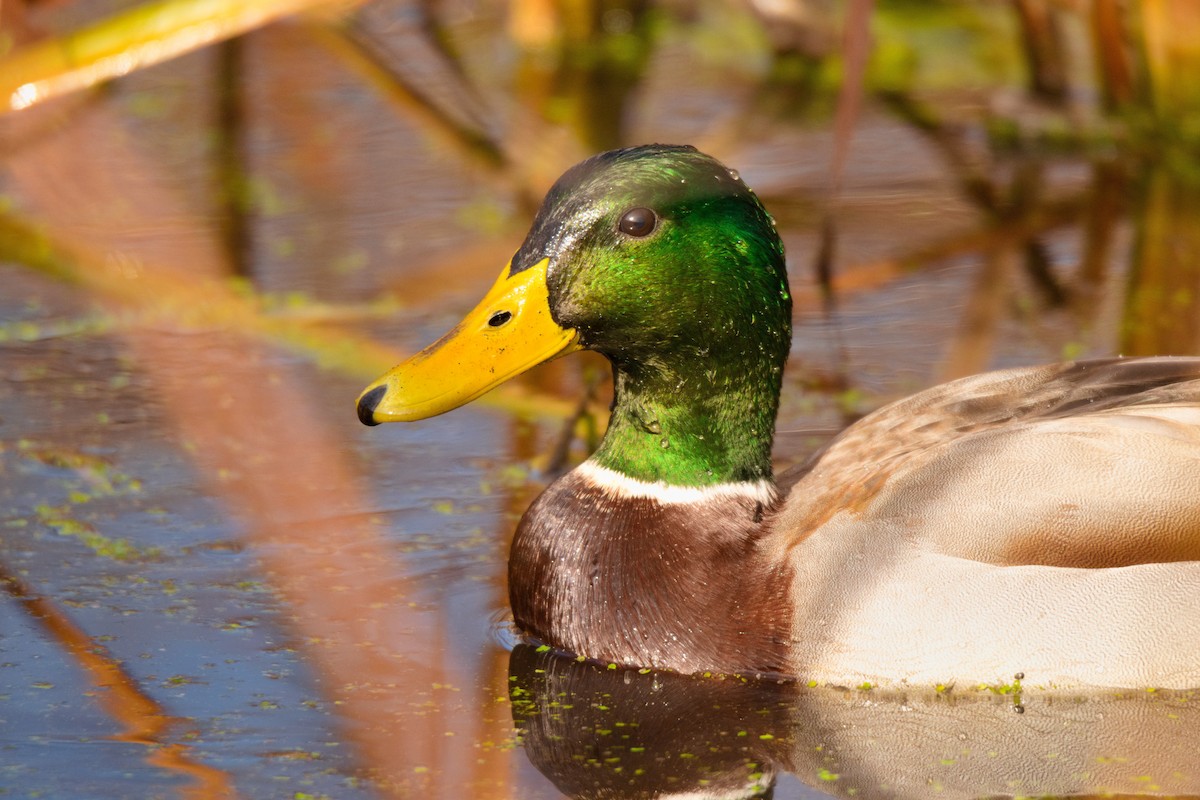 Mallard - ML645996509