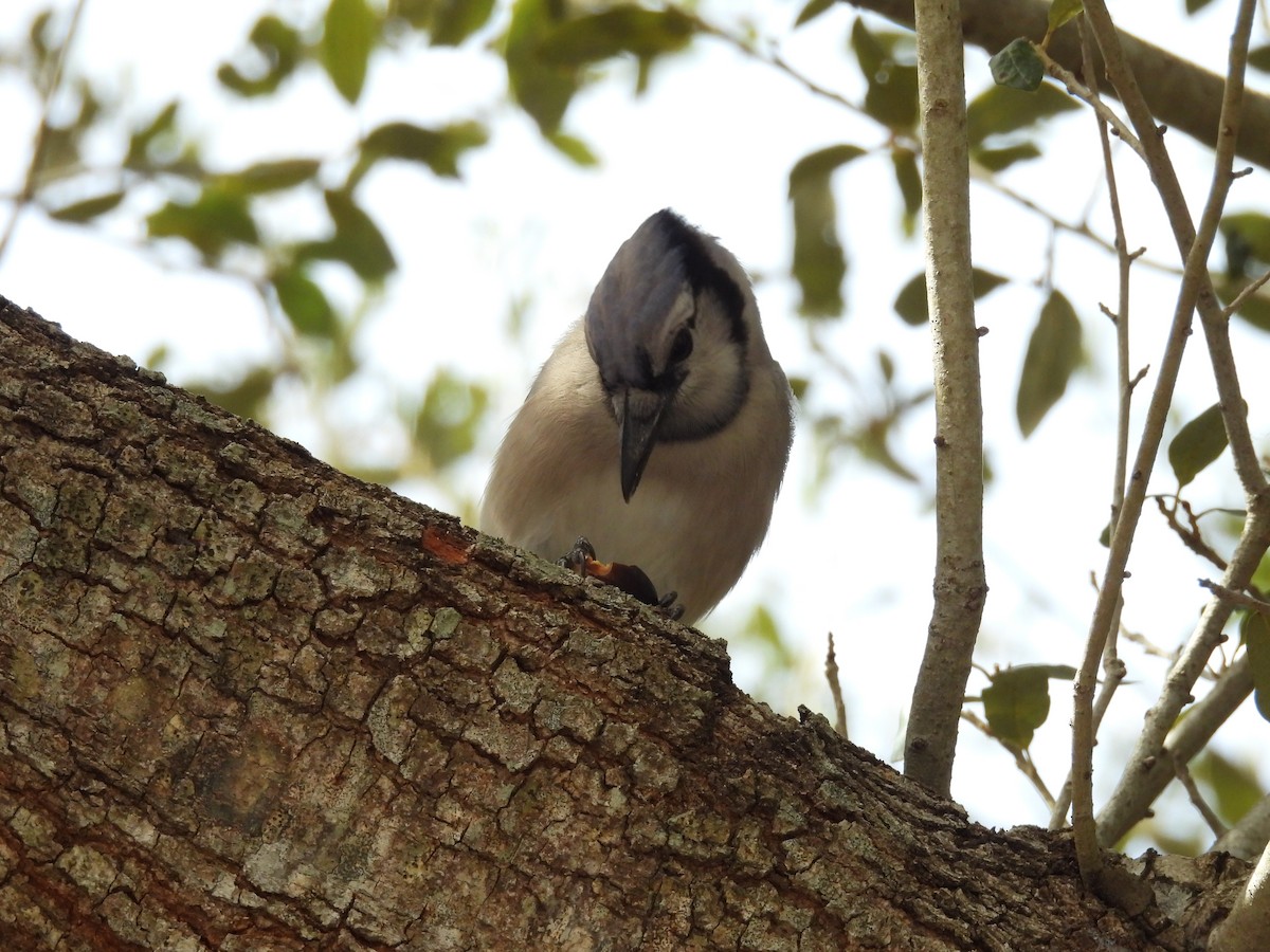 sojka chocholatá - ML645996510