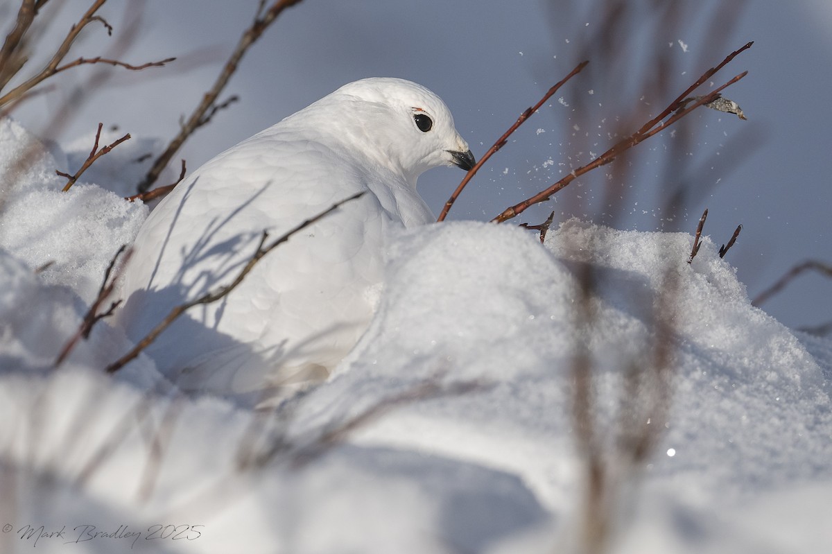 White-tailed Ptarmigan - ML645996511