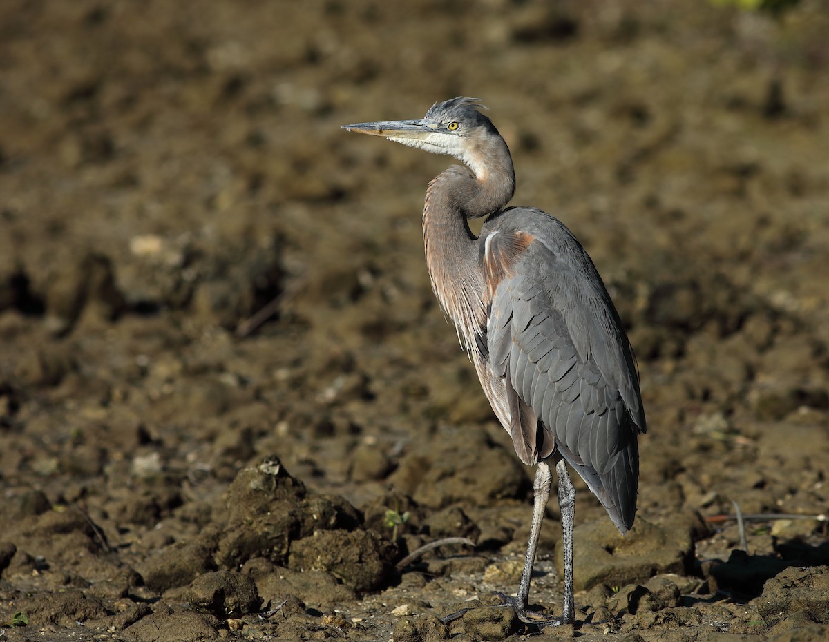 Great Blue Heron - ML645996515