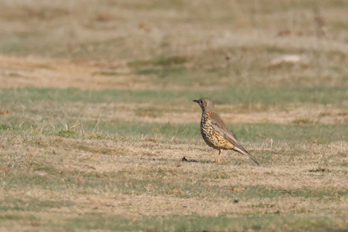 ヤドリギツグミ - ML645996539