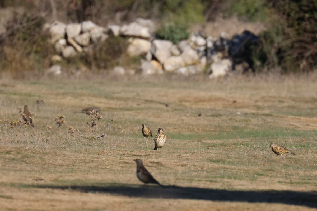 ヤドリギツグミ - ML645996546
