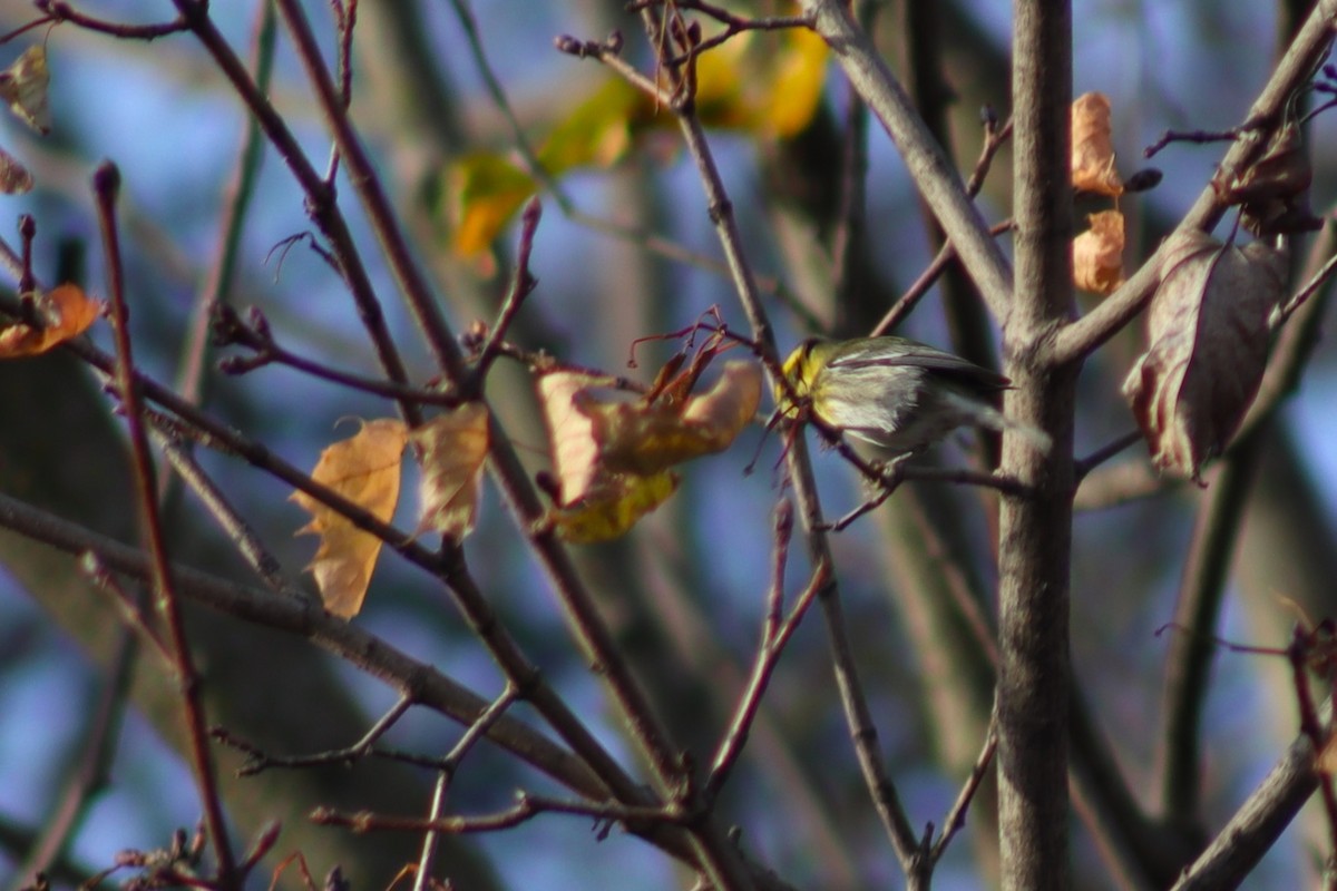 Townsend's Warbler - ML645996547