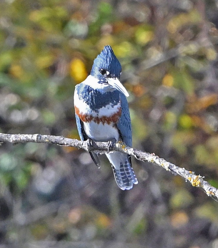 Belted Kingfisher - ML645996549