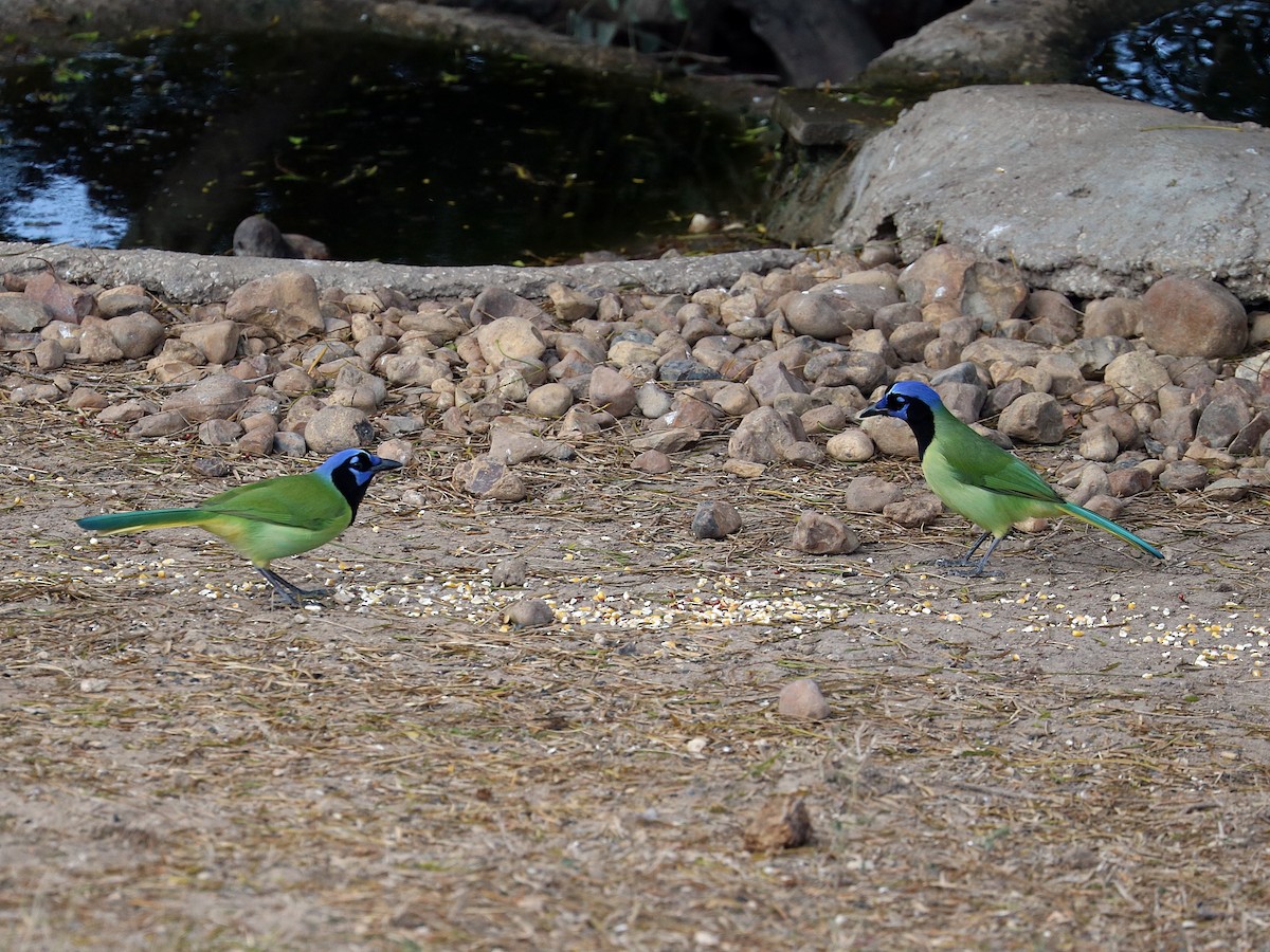 sojka zelenavá - ML645996550