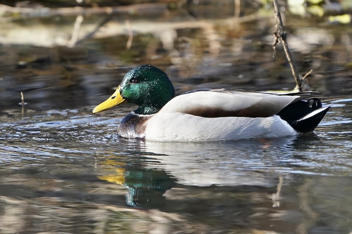 Mallard - ML645996568