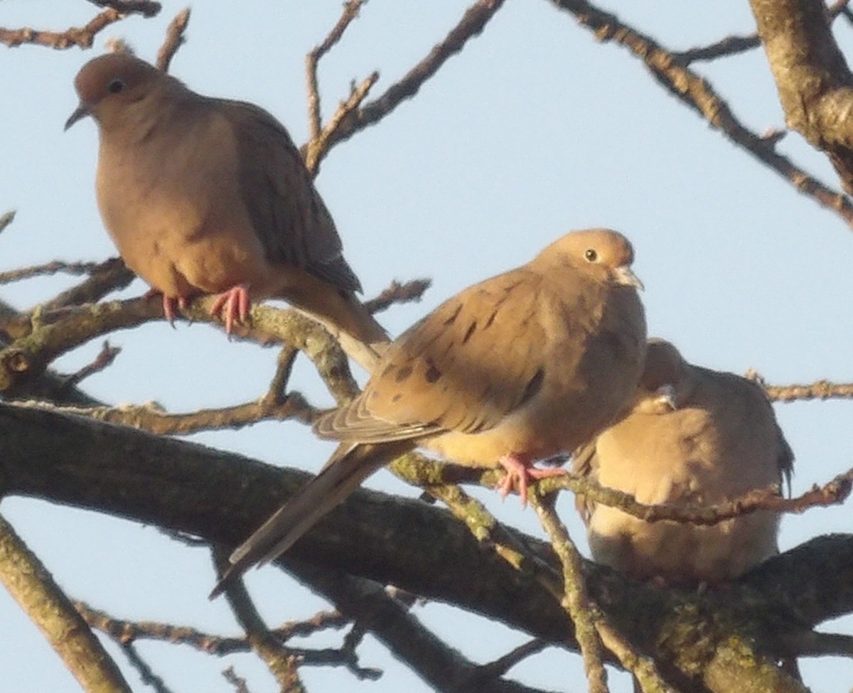 Mourning Dove - ML645996572
