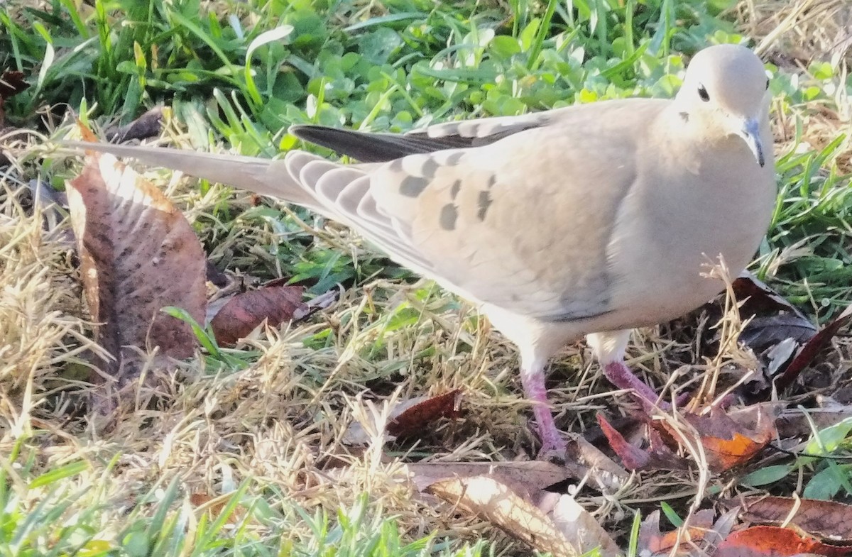 Mourning Dove - ML645996573