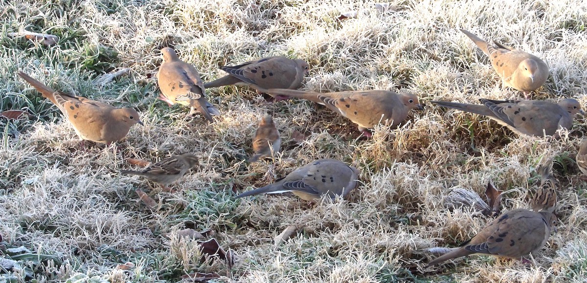 Mourning Dove - ML645996574