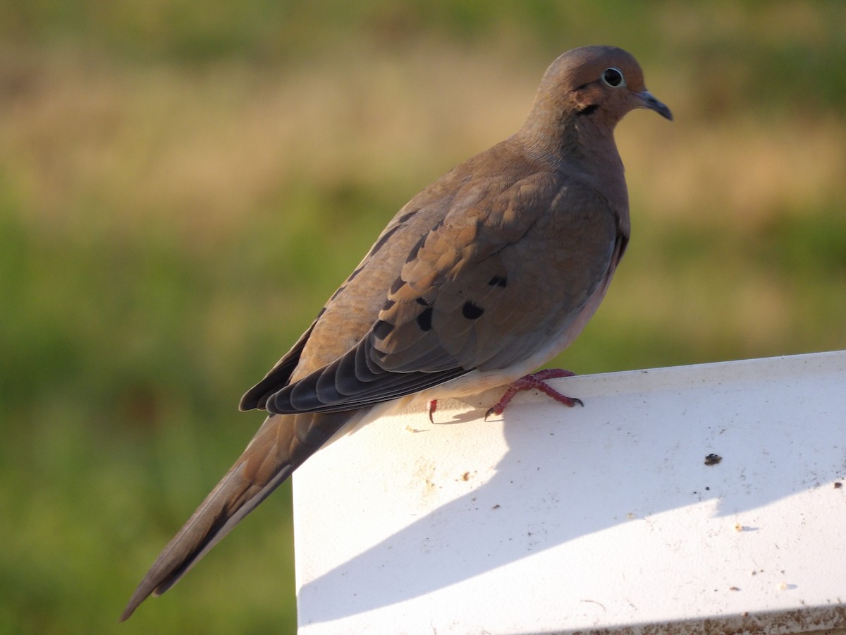 Mourning Dove - ML645996575