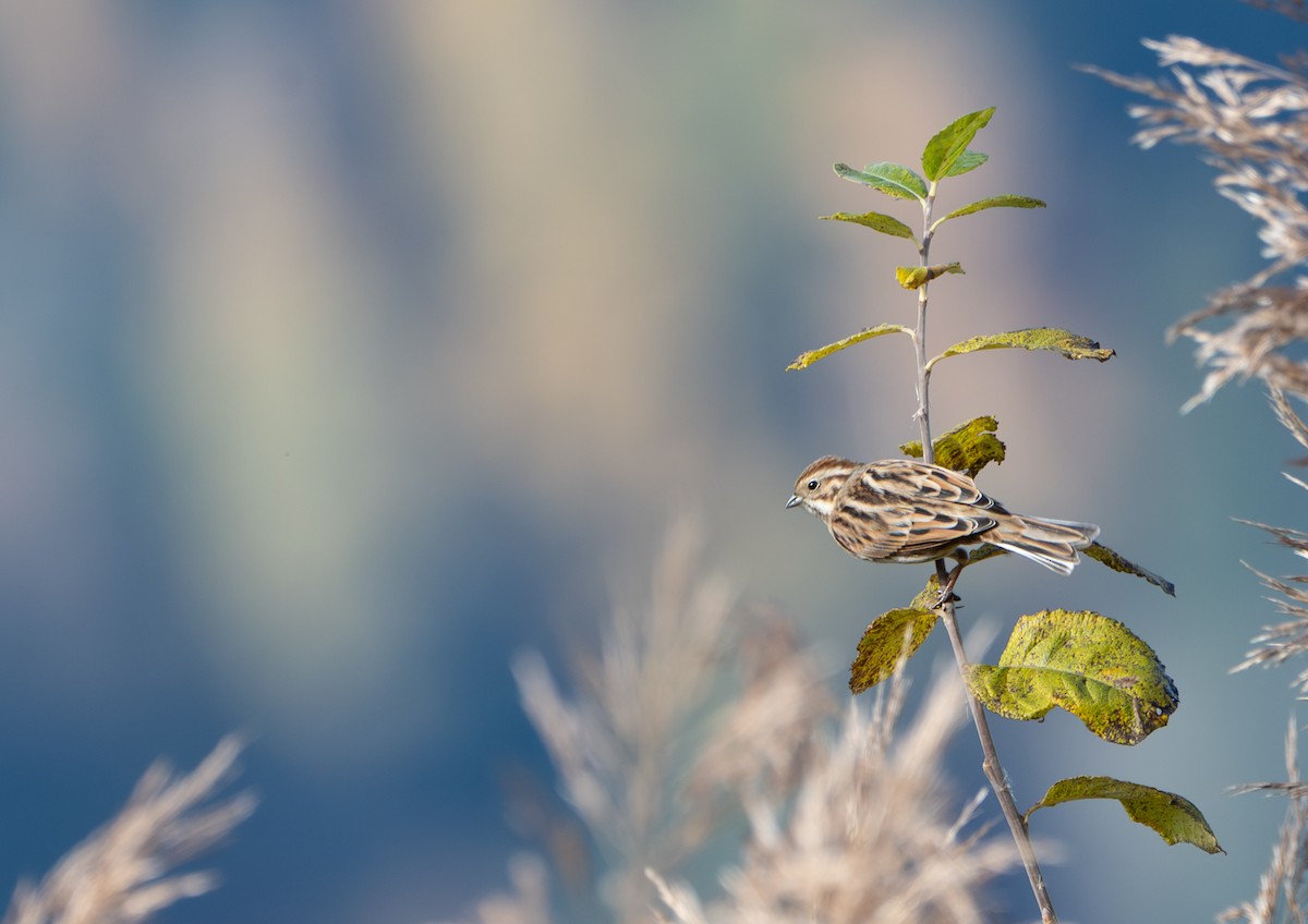 Reed Bunting - ML645996579